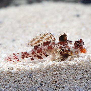 Scooter Dragonet