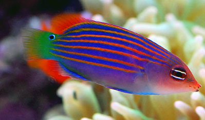 Sixline Wrasse