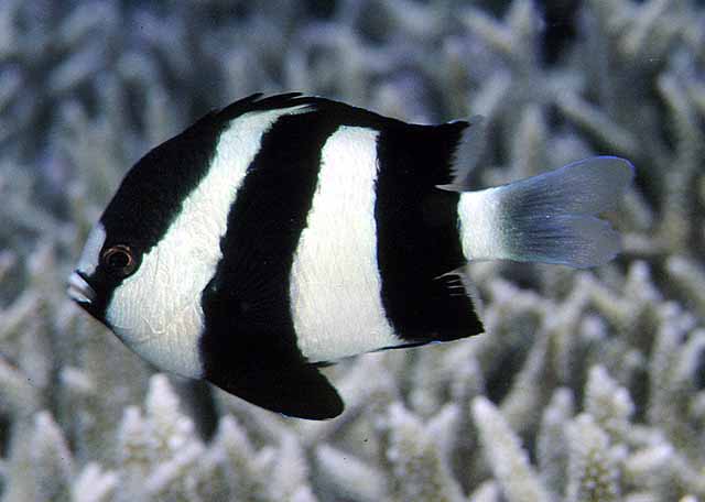 Three Stripe Damsel