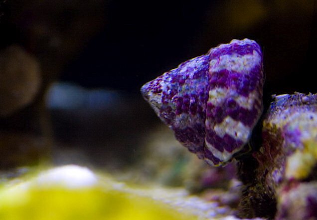 Trochus Snail