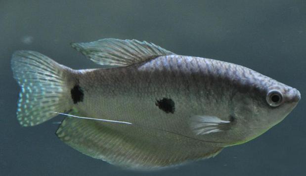 Assorted Gourami