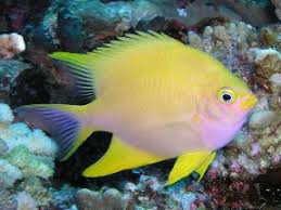 Yellow Chromis