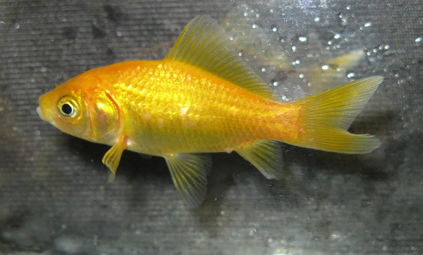 Golden Comet - Small
