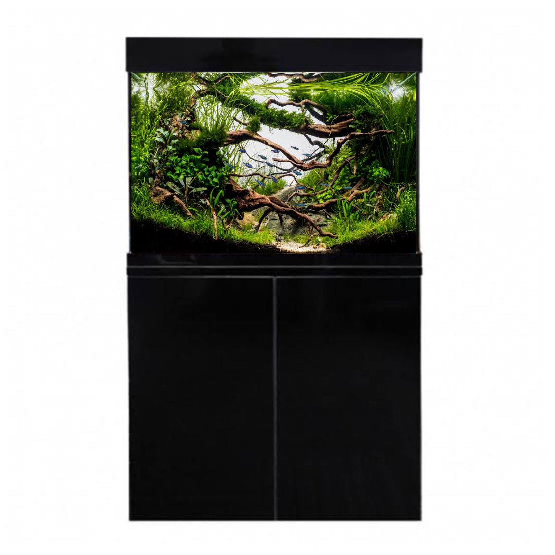 Moderate / Large Aquariums