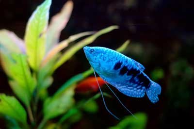 Blue Gourami's image 0