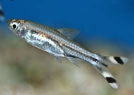 Scissortail Rasbora image 0