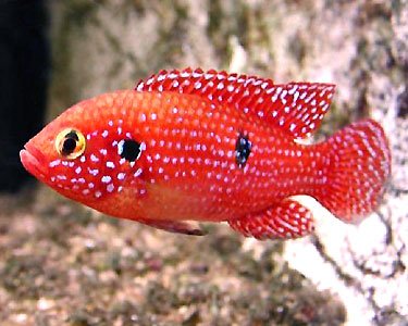 Red Forest Jewel Cichlid image 0