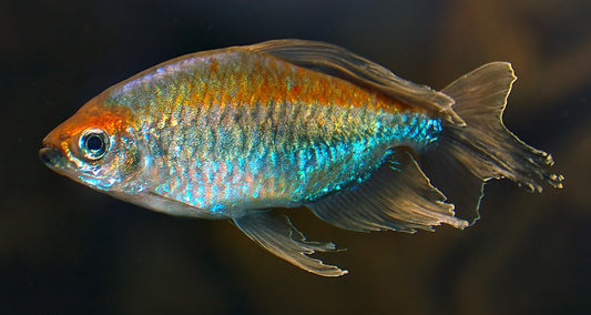 Congo Tetra image 0