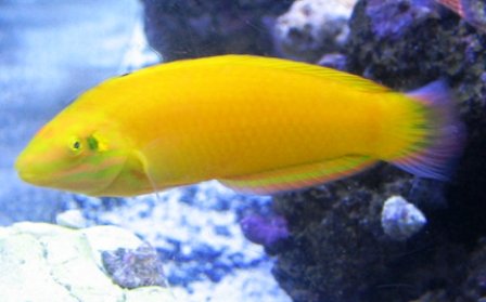 Banana Wrasse image 0