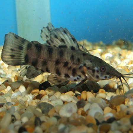 Hoplo Catfish image 0