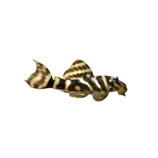 Chocolate Zebra Pleco ( L270 )