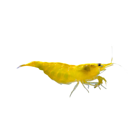 Yellow Cherry Shrimp