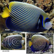 Emperor Angelfish image 0