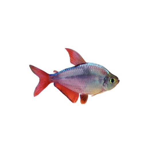 Redfin Columbian Tetra