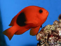 Fire Clownfish image 0