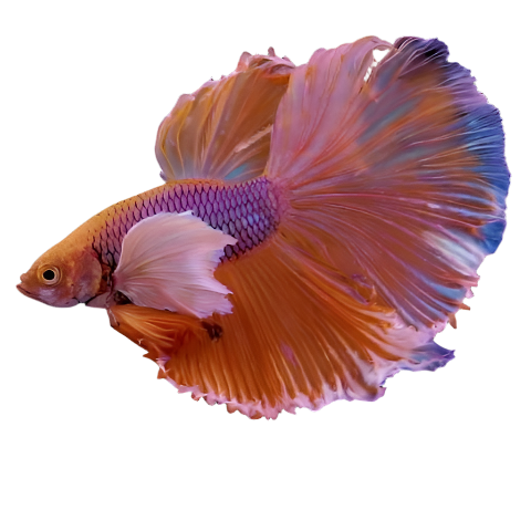 Elephant Ear Betta Fighting Fish