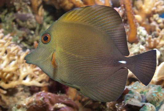 Scopas Tang image 0