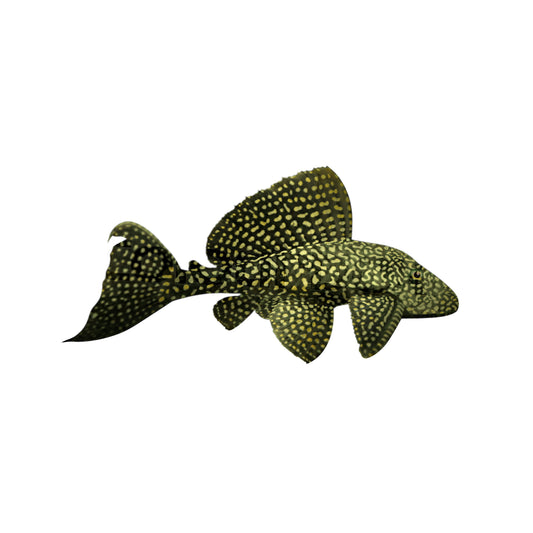 Sailfin Pleco - Large