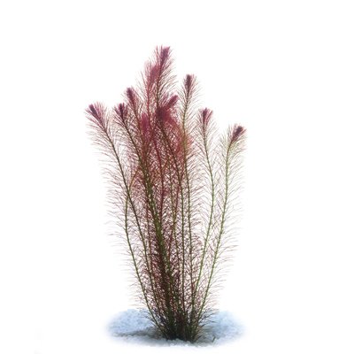 Rotala Wallichii image 0