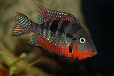 Firemouth cichlid image 0