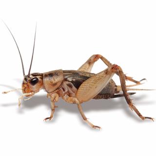 Bulk Bag of Crickets - Extra Small 1500+ Crickets image 0