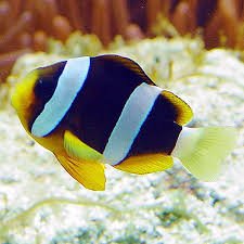 Clarkii Clown's image 0