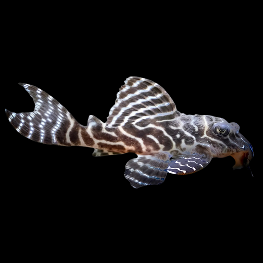 King Tiger Pleco (L333)