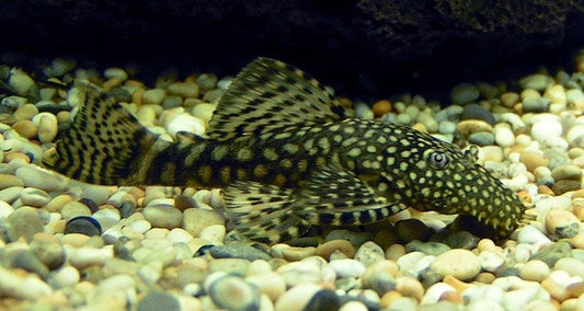 Medium Bristlenose Catfish image 0