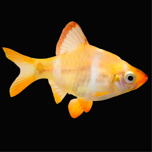 Albino Tiger Barb - Small