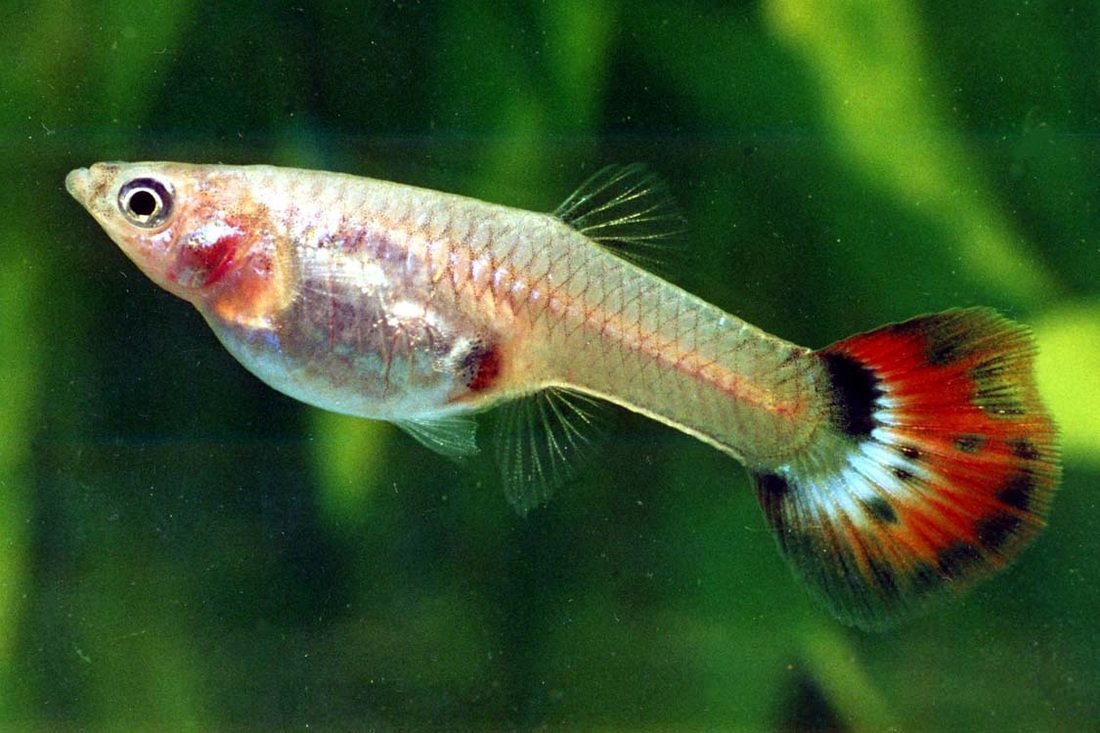 Assorted Female Guppy's image 0