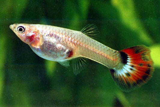 Assorted Female Guppy's image 0