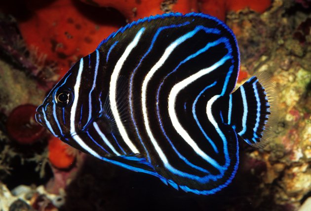 Koran Angelfish image 0