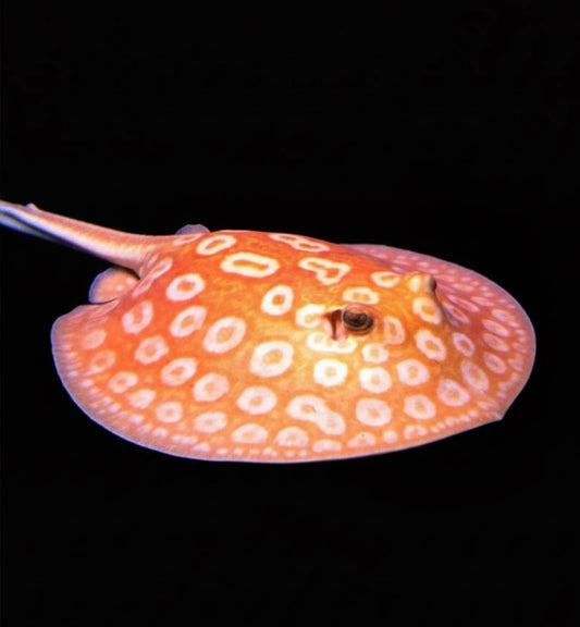Albino Pearl Stingray - Male