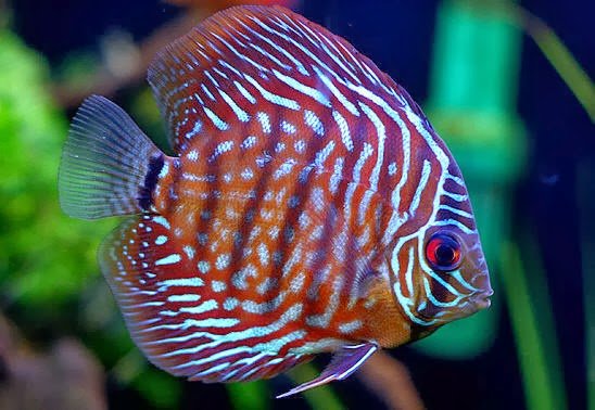 Assorted Medium Discus image 0