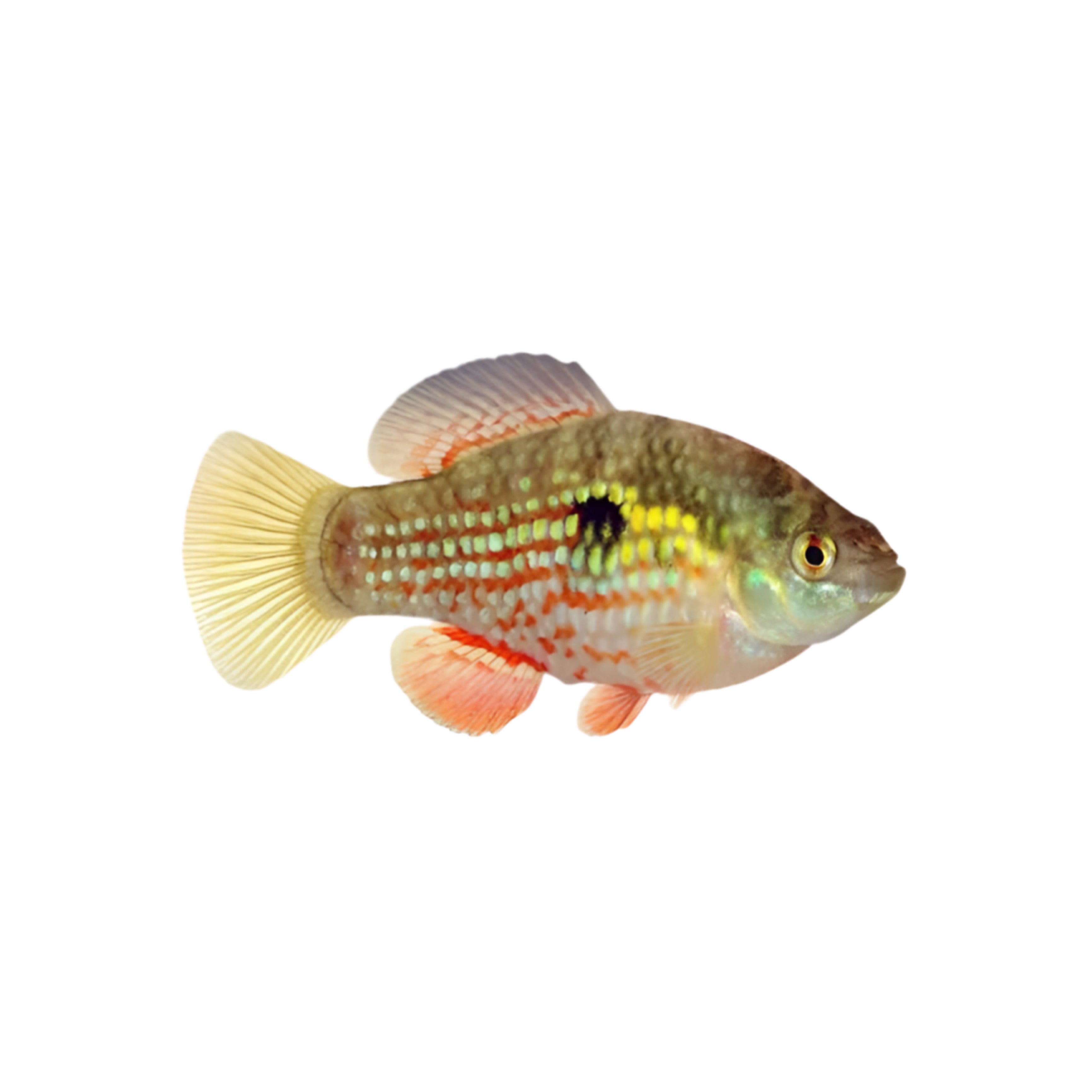 Red Flag Fish American Flagfish – The Aquarium Factory