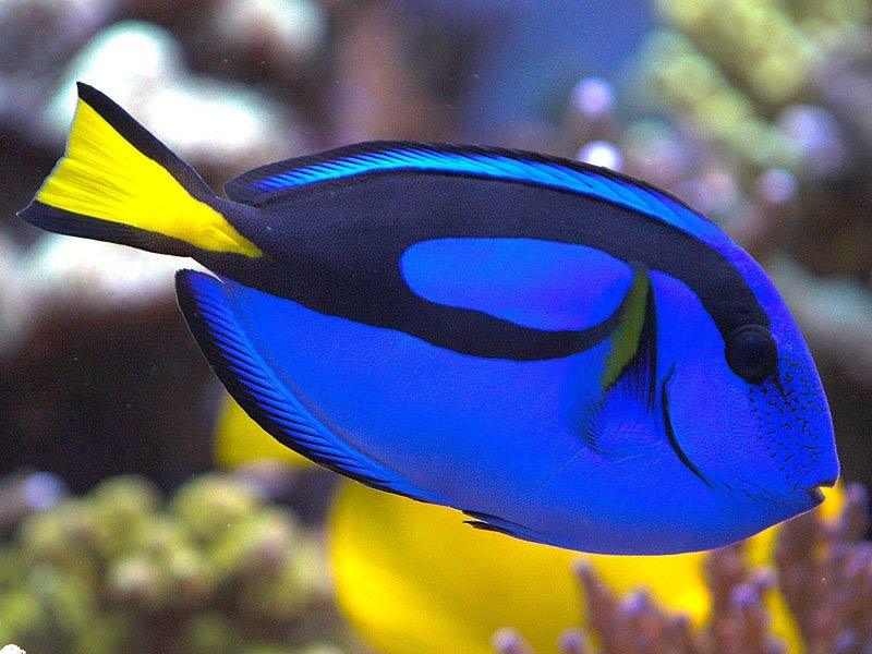 Blue Tang image 0