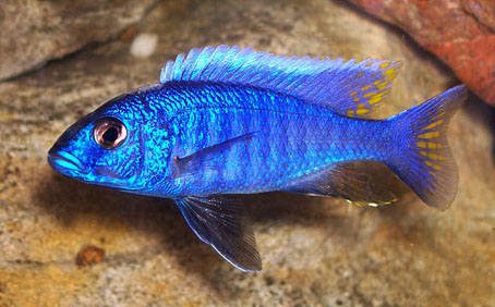 Electric Blue Cichlid image 0