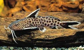 Synodontis Petricola image 0