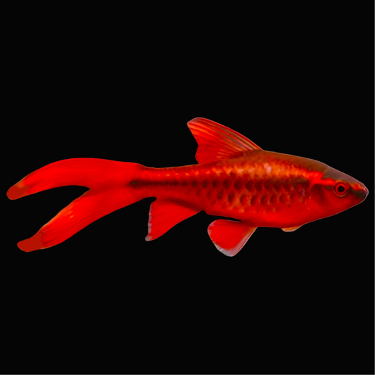 Longfin Cherry Barb
