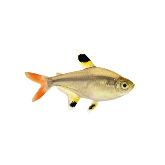 Pristella Tetra