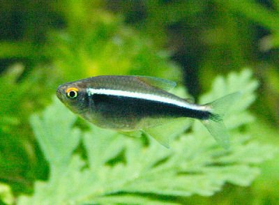 Black Neon Tetra image 0