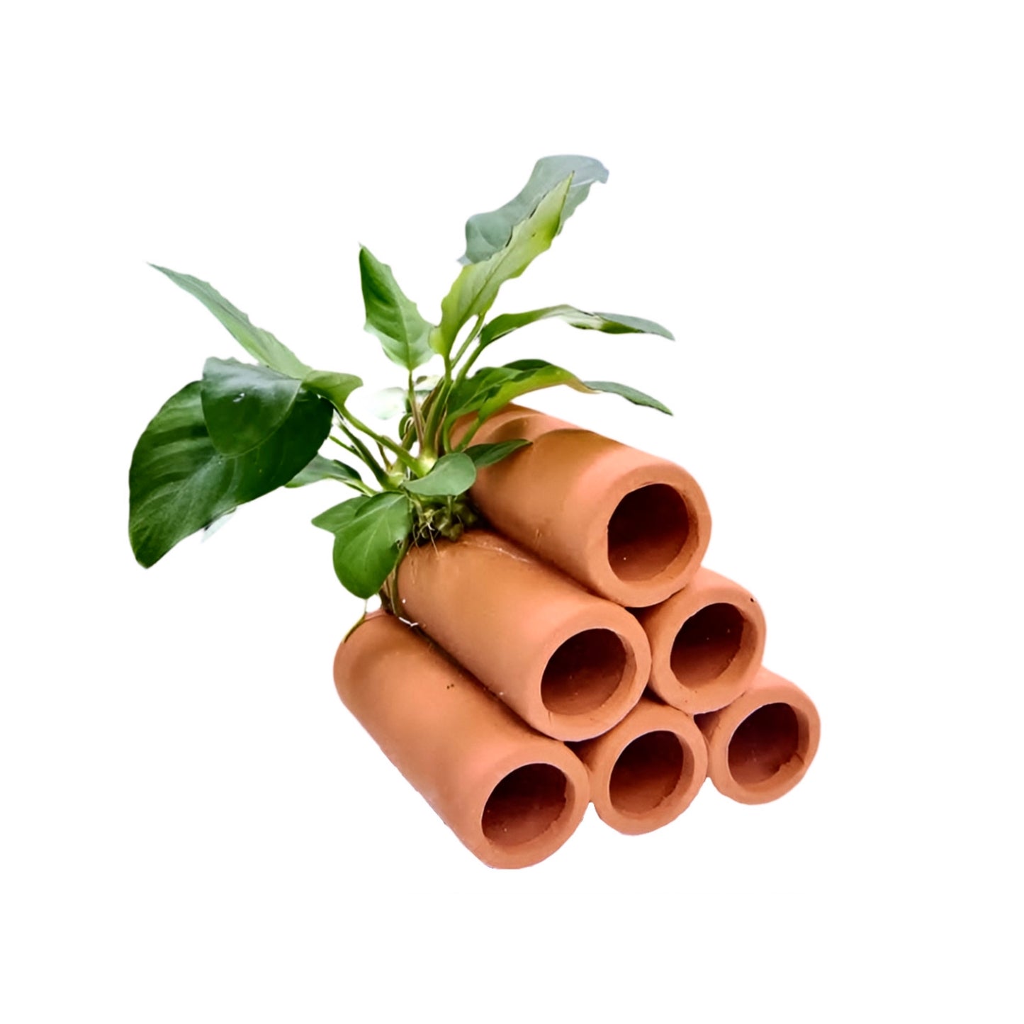 Anubias On Shrimp Breeding Tunnels