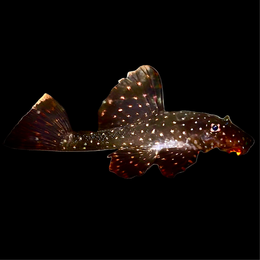 Orange Spotted Bristlenose Catfish