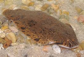 Freshwater Sole image 0