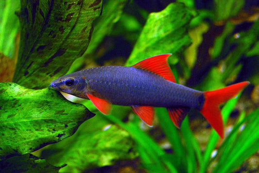 Rainbow Shark image 0