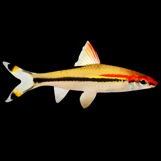 Torpedo Barb - Small