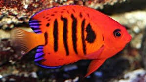 Flame Angelfish image 0