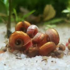 Red Ramshorn Snails image 0