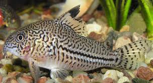 Julii Corydoras image 0