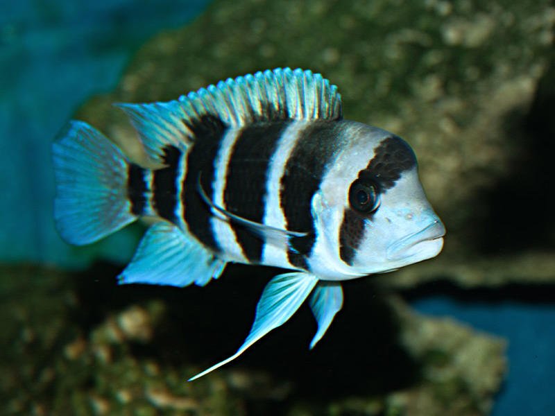 Frontosa Cichlid image 0